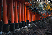 The red Torii Gates at Fushimi Inari Taisha shrine in Kyoto, Honshu, Japan, Asia