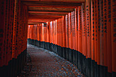 The red Torii Gates at Fushimi Inari Taisha shrine in Kyoto, Honshu, Japan, Asia