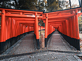 Die roten Torii-Tore am Fushimi Inari Taisha-Schrein in Kyoto, Honshu, Japan, Asien