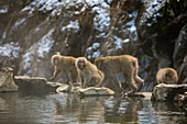 Snow Monkeys at Snow Monkey Park, Jigokudani, Nagano Prefecture, Honshu, Japan, Asia