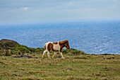 Wild ponies on Yonaguni Island, Yaeyama Islands, Japan, Asia