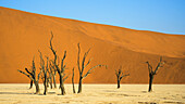 Deadvlei (Totes Vlei), Namib-Naukluft Park, Namibia, Afrika