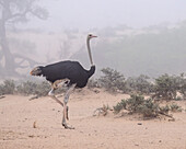 Ostrich in desert, Namibia, Africa