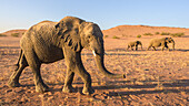 Desert Adapted African Elephant, Namibia, Africa