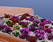 Colourful flowers, Santorini, Cyclades, Greek Islands, Greece, Europe