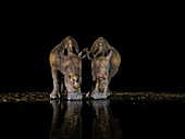 Breitmaulnashorn am Wasserloch, Südafrika, Afrika