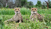 Cheetah, South Africa, Africa