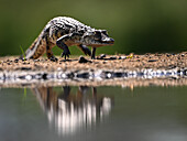 Krokodil auf dem Vormarsch, Südafrika, Afrika