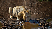 Männlicher Löwe trinkend, Südafrika, Afrika