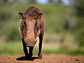 Warzenschwein, Süd-Afrika, Afrika