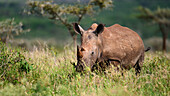 Breitmaulnashorn, Südafrika, Afrika