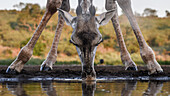 Giraffe am Wasserloch, Südafrika, Afrika