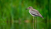 Thick-knee, South Africa, Africa