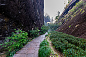 Tree plantations, Wuyi Mountains, UNESCO World Heritage Site, Fujian, China, Asia