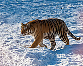 Sibirischer Tiger (Panthera tigris tigris), Harbin Park für Sibirische Tiger, Harbin, Heilongjiang, China, Asien