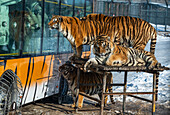 Sibirischer Tiger (Panthera tigris tigris), Harbin Park für Sibirische Tiger, Harbin, Heilongjiang, China, Asien