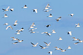 Schwarm westlicher Kuhreiher (Bubulcus ibis), Amazonasbecken, Brasilien, Südamerika