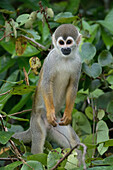 Golden-backed squirrel monkey (Saimiri ustus), Amazon basin, Brazil, South America