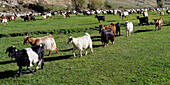 Herd of sheep and goats, Anatolia, Turkey, Asia Minor, Asia