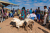 Ziegen auf dem Viehmarkt, Burao, südöstliches Somaliland, Somalia, Afrika