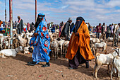 Verschleierte Frauen und Ziegen auf dem Viehmarkt, Burao, südöstliches Somaliland, Somalia, Afrika