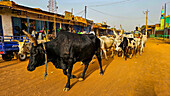 Cows walking through Wau, Western Bahr el Ghazal, South Sudan, Africa