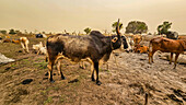 Dinka cattle camp, Bor, central region, South Sudan, Africa