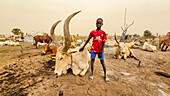 Boy with horned cattle, Dinka cattle camp, Bor, central region, South Sudan, Africa