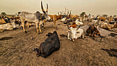 Dinka cattle camp, Bor, central region, South Sudan, Africa