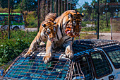 Zwei Sibirische Tiger auf dem Dach eines Fahrzeugs fressen ein Huhn im Sibirischen Tigerpark, Harbin, Heilongjiang, China, Asien