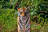 Sibirischer Tiger im Sibirischen Tigerpark, Harbin, Heilongjiang, China, Asien