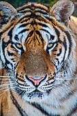 Sibirischer Tiger im Sibirischen Tigerpark, Harbin, Heilongjiang, China, Asien