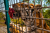 Sibirischer Tiger im Sibirischen Tigerpark, Harbin, Heilongjiang, China, Asien