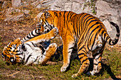 Sibirische Tiger beim Spielen im Sibirischen Tigerpark, Harbin, Heilongjiang, China, Asien