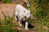 Sibirischer Tiger im Sibirischen Tigerpark, Harbin, Heilongjiang, China, Asien