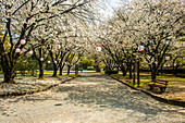 Kirschblüte im Garten der japanischen Burg von Kumamoto, Kumamoto, Kyushu, Japan, Asien