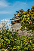 Cherry blossom in the Kumamoto Japanese Castle, Kumamoto, Kyushu, Japan, Asia