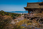 Kirschblüte im buddhistischen Kiyomizu-dera-Tempel, UNESCO-Weltkulturerbe, Kyoto, Honshu, Japan, Asien