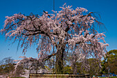 Cherry blossom in the Maruyama-Koen Park, Kyoto, Honshu, Japan, Asia