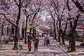 Kirschblüte in Gion, dem Geisha-Viertel, Kyoto, Honshu, Japan, Asien