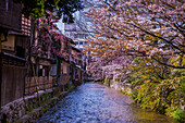 Kirschblüte in Gion, dem Geisha-Viertel, Kyoto, Honshu, Japan, Asien