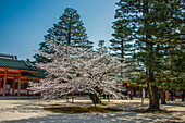 Park in the Heian Jingu Shrine, Kyoto, Honshu, Japan, Asia