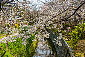 Kirschblüte auf dem Philosophenweg, Kyoto, Honshu, Japan, Asien