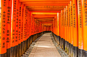 Die endlosen roten Tore (Torii) von Kyotos Fushimi Inari, Kyoto, Honshu, Japan, Asien