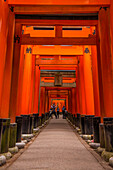 Die endlosen roten Tore (Torii) von Kyotos Fushimi Inari, Kyoto, Honshu, Japan, Asien