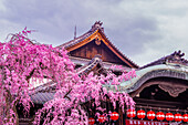 Cherry blossom tree in the Geisha quarter of Gion, Kyoto, Honshu, Japan, Asia