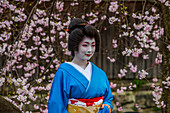 Echte Geisha posiert vor einem Kirschblütenbaum im Geisha-Viertel von Gion, Kyoto, Honshu, Japan, Asien