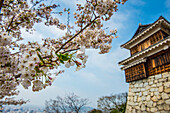 Kirschblüte in der Burg Matsuyama, Shikoku, Japan, Asien