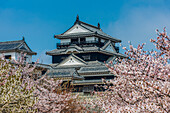 Kirschblüte in der Burg Matsuyama, Shikoku, Japan, Asien