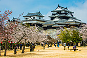 Kirschblüte in der Burg Matsuyama, Shikoku, Japan, Asien